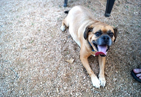 Batman, a puggle dog, plays at The Doghouse Drinkery in Leander.
