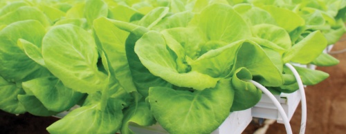 Leaf Safari in Manor uses hydroponics to grow more than 168,000 lettuce plants without soil.