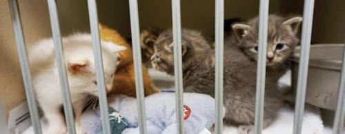 At more than double its intended capacity, the animal shelter is addressing space needs.