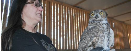 Volunteer Evelyn Heyde is pictured with a great horned owl that has been recuperating with her and is now ready for flight conditioning in the larger flight enclosure.