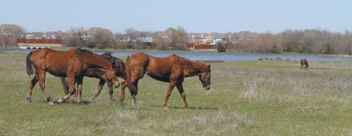 Becky (center) is the first horse Sue Chapman saved. Chapman later founded Beckyu2019s Hope, a horse rescue and rehabilitation nonprofit organization.