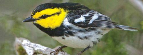 The golden-cheeked warbler is listed as endangered.