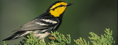 The Texas Public Policy Foundation filed a lawsuit June 5, 2017 to remove the golden-cheeked warbler from the federal list of endangered species. 