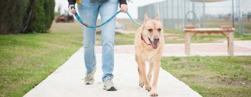 The Williamson County Regional Animal Shelter will celebrate its tenth anniversary this month. 