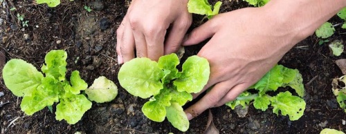 The Sustainable Food Center is hosting a fall class preview event Sunday. Intro to Food Gardening is one of the many classes offered this season. 