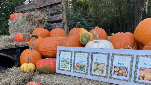 Beehive Boutique and Garden will host a fall festival on Oct. 9 in celebration of its one-year anniversary. (Courtesy Kristy Lund)
