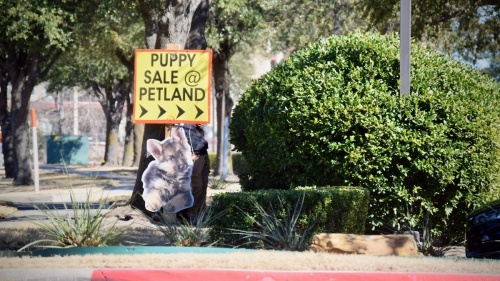 City Council on April 19 was joined by more than a dozen community members that included employees of the Frisco Petland and animal advocates. (Matt Payne/Community Impact Newspaper)