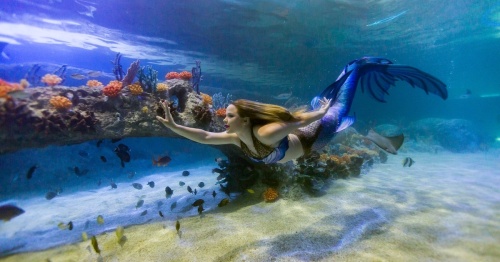 Mermaids will perform underwater in the aquarium's ocean display alongside sea animals such as sharks and sea turtles. (Courtesy DevonK Photography/Sea Life Grapevine Aquarium)