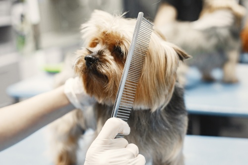 Dog being groomed.