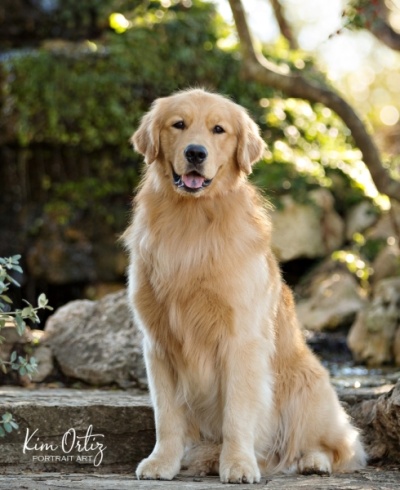 The Kim Ortiz Dog Portraits & Boutique will aim to donate a portion of its studio fees to local animal rescue organizations. (Courtesy Kim Ortiz Portrait Art)