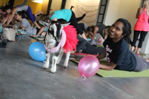 Kids can enroll in a four-week yoga program that ends with a goat yoga class. (Courtesy Yoga & Goga)