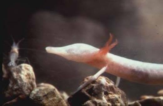 The Texas blind salamander is one of several species mentioned in a letter of intent to sue federal agencies over the Permian Highway Pipeline's impact. (Courtesy Texas Parks and Wildlife Department)