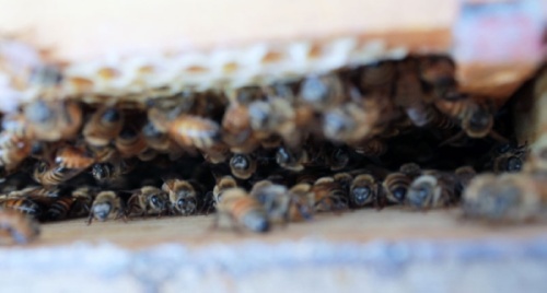 Winding Creek Apiary and Bee Supply Store will host a class for new beekeepers Jan. 25. (Andy Li/Community Impact Newspaper)