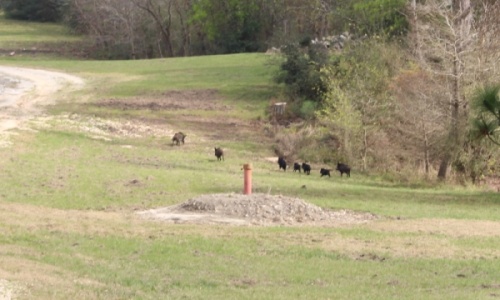 Feral hogs, seen here in neighboring Harris County, have been reported as a nuisance in parts of Montgomery County, including Conroe. (Kelly Schafler/Community Impact Newspaper)