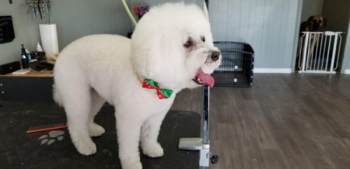 Nellie's provides one-on-one appointments for dogs who may have special needs. (Courtesy Nellie's Dog Grooming)