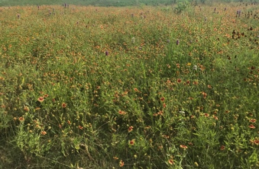 A field of Firewheels and other Texas wildflowers blooms in spring 2019. (Nicholas Cicale/Community Impact Newspaper)