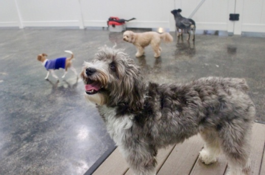 The doggie day care is completely indoors and has two large play areas for pups like Bonnie. (Amy Denney/Community Impact Newspaper)