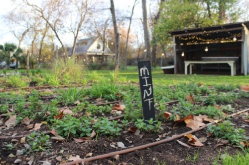 Herbs grow in the front half of Springdale Farm, behind Eden East and in front of chef and owner Sonya Coté’s home. The restaurant will close for two years while a new development is built on the property; Coté plans to reopen it, likely from her current home, and continue to farm on site. (Emma Freer/Community Impact Newspaper)