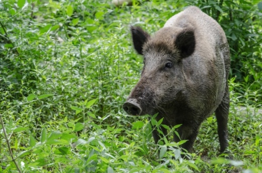 Feral hog control has been a topic at several recent meetings in The Woodlands. (Courtesy Adobe Stock)