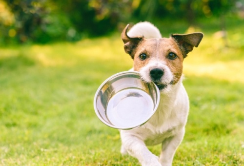 The online store offers food, treats and supplies for dogs, cats and other small pets. (Courtesy Adobe Stock)