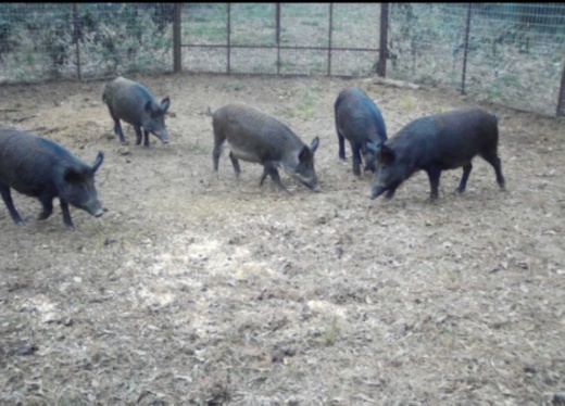 Montgomery County Precinct 3 traps have caught about 30 feral hogs so far. (Courtesy Montgomery County Precinct 3)