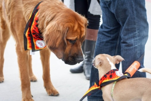 The Lewisville Adoption Center and the city of Lewisville will host their annual Paws in the Park event March 28. (Courtesy Lewisville Adoption Center)
