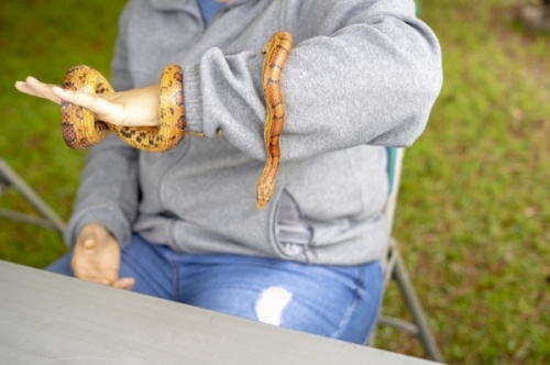 At the 16th annual Naturefest on March 7, attendees can enjoy the outdoors while discovering native plants and wildlife. (Courtesy Harris County Precinct 4)