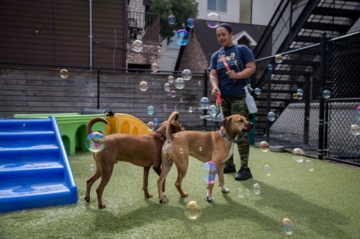 Staff members at Jackson's keep the animals engaged throughout the day and even stay with dogs that sleep overnight. (Nathan Colbert/Community Impact Newspaper)