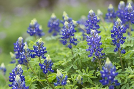 Bluebonnets typically bloom between the end of March and the middle of April, but some parts of Texas may see them sooner because of the mild winter. (Chase Karacostas/Community Impact Newspaper)