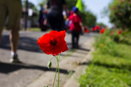 The Red Poppy Festival had a $2.56 million economic impact on the city last year. (Community Impact Newspaper staff)