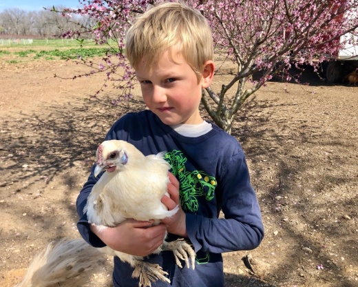 Henry Meredith holds a chicken at Sweet Eats Fruit Farm. 