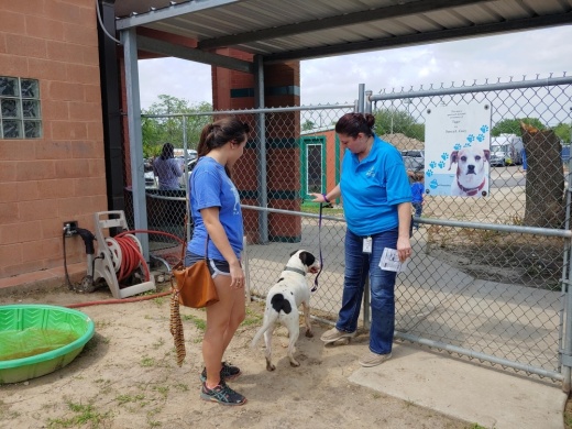 Harris County Animal Shelter has released over 300 animals over the past week by means of transport to other facilities, adoptions or foster ownership, said Eddie Miranda, senior public information officer of Harris County Public Health.  (Courtesy Eddie Miranda)