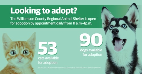 More than 140 dogs and cats are available for adoption at the Williamson County Regional Animal Shelter as of March 31. (Community Impact Staff)