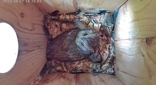 Minerva, captured here, is an eastern screech owl in Northwest Austin who laid five eggs that are expected to hatch sometime in April. (Courtesy Merlin the Owl)