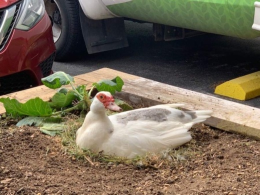 mAGEy, a Muscovy duck from Round Rock West City Park, welcomed 14 ducklings April 22. (Courtesy Rob Faubion)