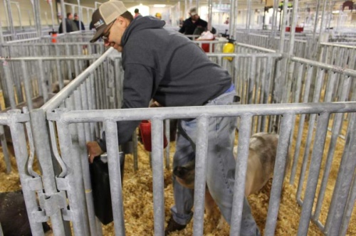 Phillip Dautrich takes care of his son's pig at the Katy ISD 2019 Future Farmers of America Livestock Show and Katy Rodeo, held at the Gerald D. Young Agriculture Science Center. Seven KISD barns at the center will soon receive upgraded plumbing, electrical and security systems. (Jen Para/Community Impact Newspaper)