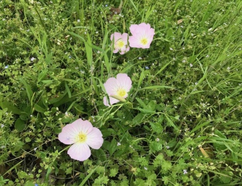 The pink evening primrose blooms from February to June, including during National Wildflower Week on May 4-10. (Nicholas Cicale/Community Impact Newspaper)