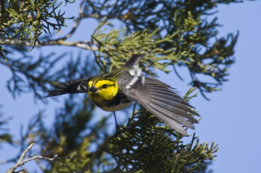 The Wild Basin is home to Central Texas' endangered Golden Cheeked Warbler. (Courtesy Barbara Dugelby)