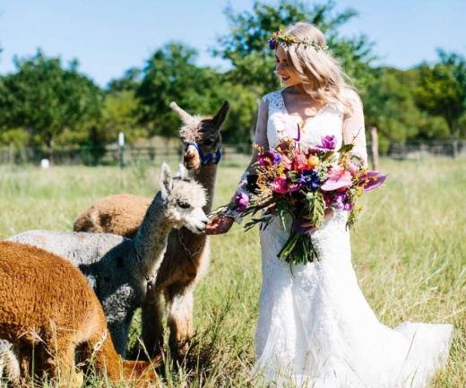 A photo of a bride in white with three alpacas