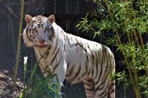 May 18 will be the first opportunity guests will have to see Austin Zoo’s newest addition: Zulema, the white tiger. (Courtesy Austin Zoo)