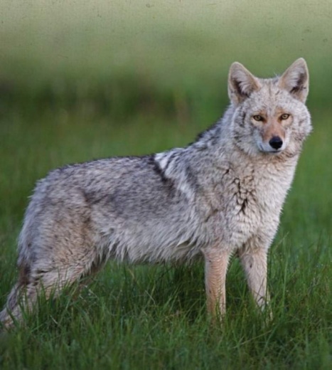 City Council discussed methods to peacefully coexist with coyotes during the May 13 council meeting. (Courtesy West Lake Hills)