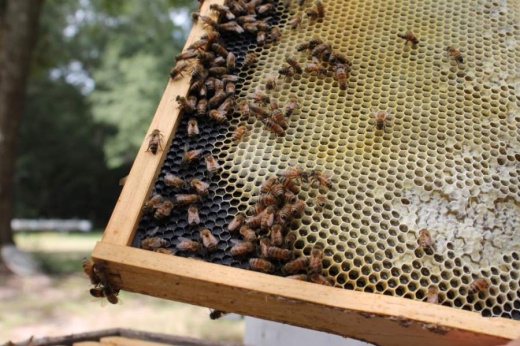 In the Spring and Tomball area, some local honey providers have seen an increase bulk sales despite complications amid the coronavirus pandemic. (Andy Li/Community Impact Newspaper)