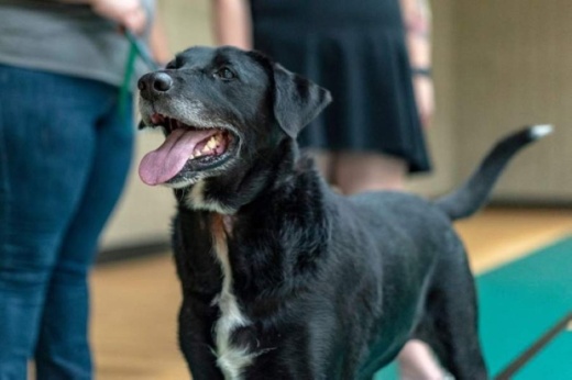 The Pflugerville Animal Shelter is scheduled to reopen to the public and resume normal operations June 16. (Courtesy Pflugerville Animal Welfare Services)