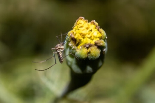 Mosquitoes infected with the West Nile Virus were identified in North Central Austin on July 16. (Courtesy Adobe Stock)