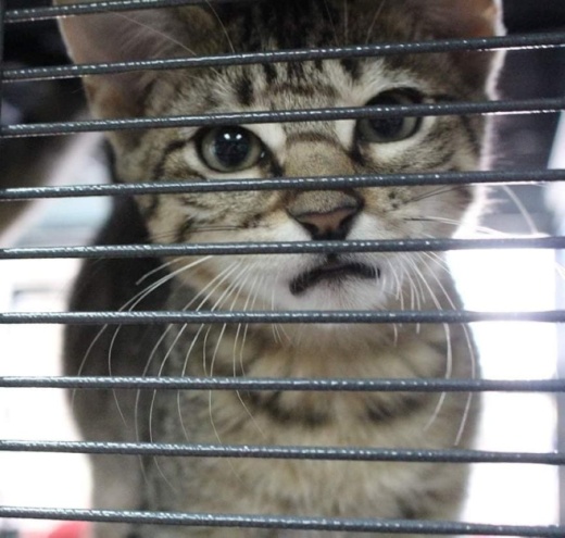 After nine years and the rescue of more than 1,500 kittens, Debrah Rogers, The Kitten House Rescue managing director, announced the nonprofit animal rescue would be closing and reopening under a new name and new ownership via Facebook on July 19. (Courtesy The Kitten House Rescue)