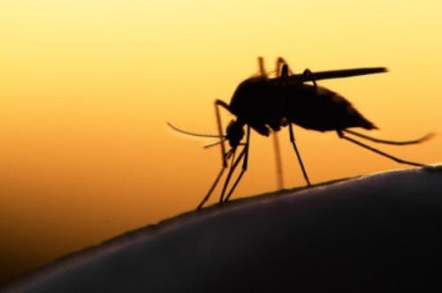 Williamson County mosquito traps have tested positive for West Nile virus three weeks in a row. (Courtesy Adobe Stock)