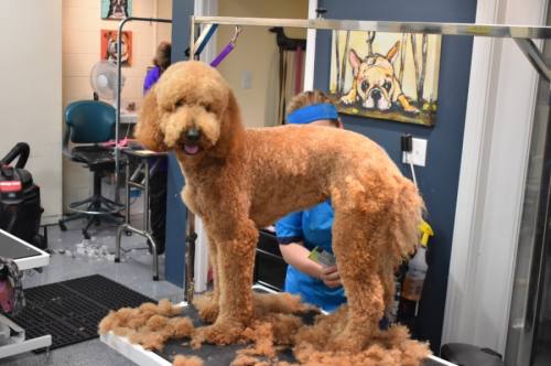 The Pampered Pooch offers a variety of grooming and spa services for dogs of all breeds and sizes as well as doggy day care and boarding services for owners who are out of town. (Photos by Alex Hosey/Community Impact Newspaper)