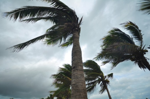 hurricane, storm, wind, trees, palm trees
