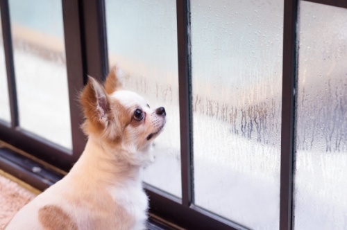 Pet owners should keep certain essentials in mind when preparing for severe weather. (Courtesy Adobe Stock)