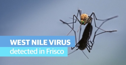 Frisco confirmed that a 10th mosquito pool near the Cottonwood Creek Greenbelt had tested positive for West Nile virus. (Courtesy Adobe Stock)